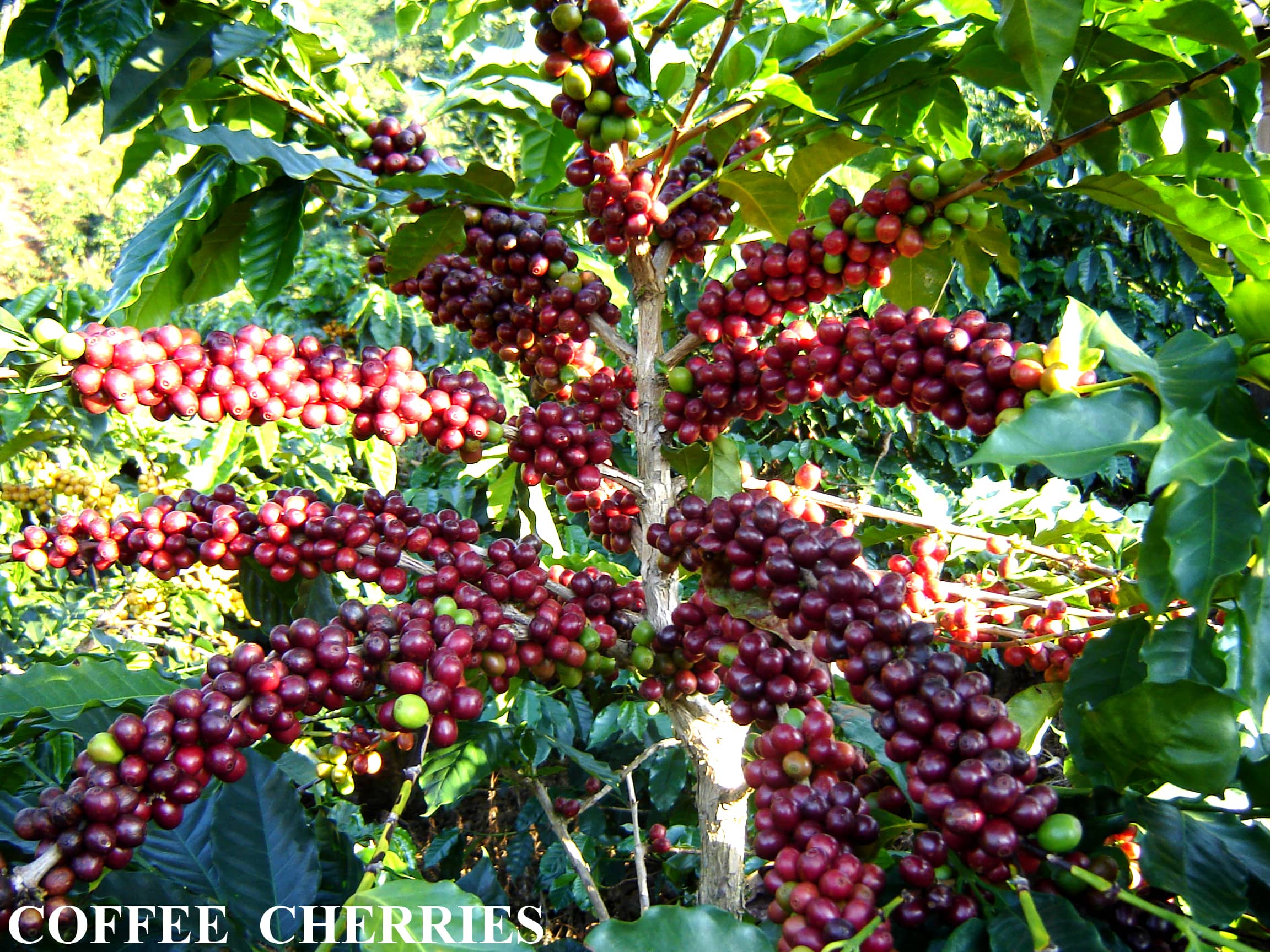 COFFEE CHERRIES-min