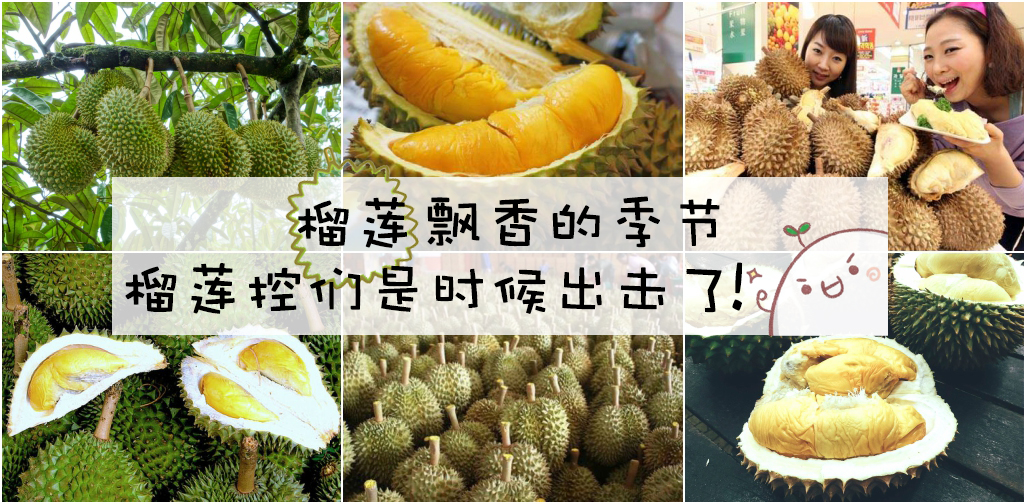 榴莲飘香的季节 ‧ 榴莲控们是时候出击了！