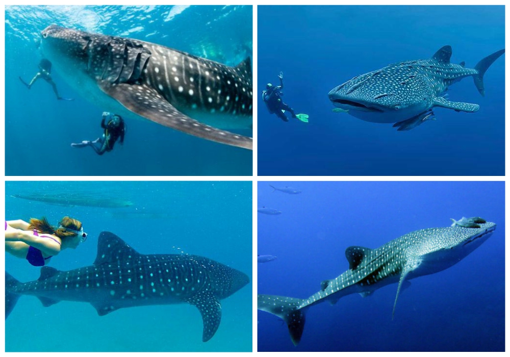 tioman
