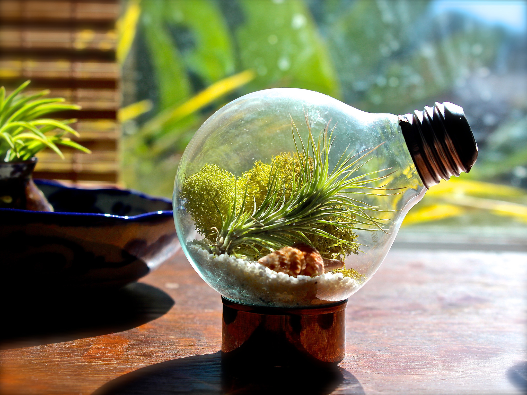 Light-bulb-air-plant-terrarium-2