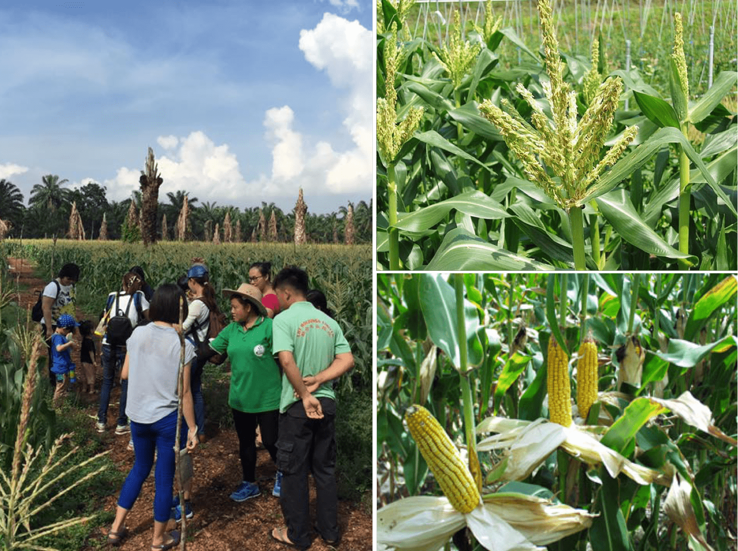 corn-min