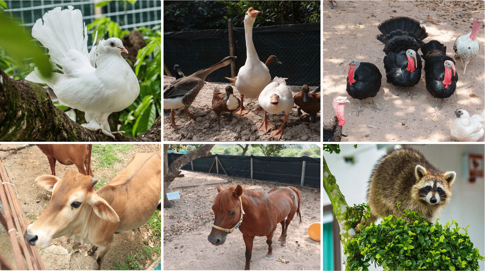mini zoo-min