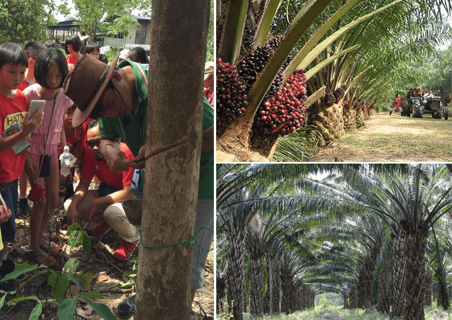 oil palm 2-min