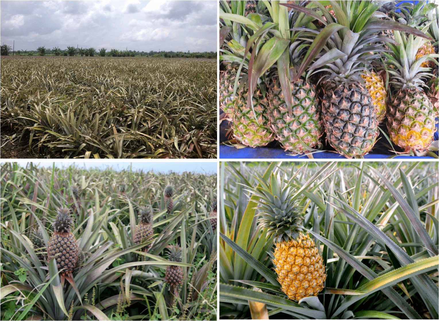 pineapple 2-min
