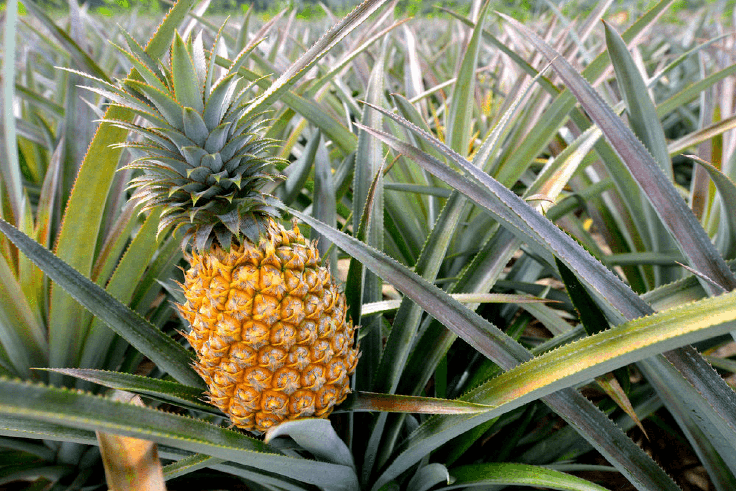 pineapple-min