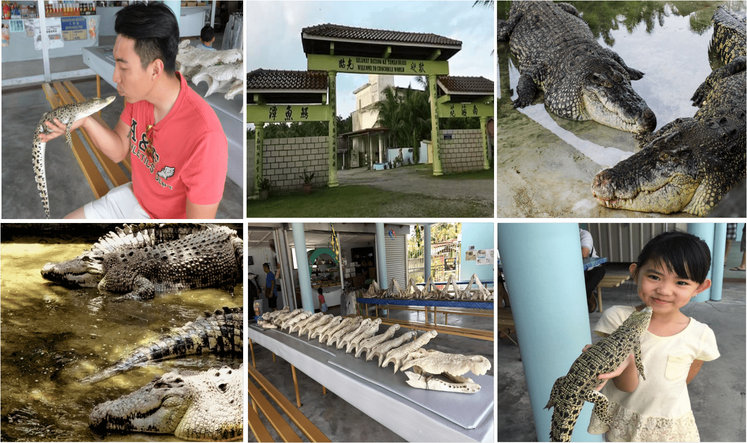 推虚拟导览近距离看鳄鱼 甲鳄鱼园大受欢迎 | 南马 | 地方 | 東方網 馬來西亞東方日報