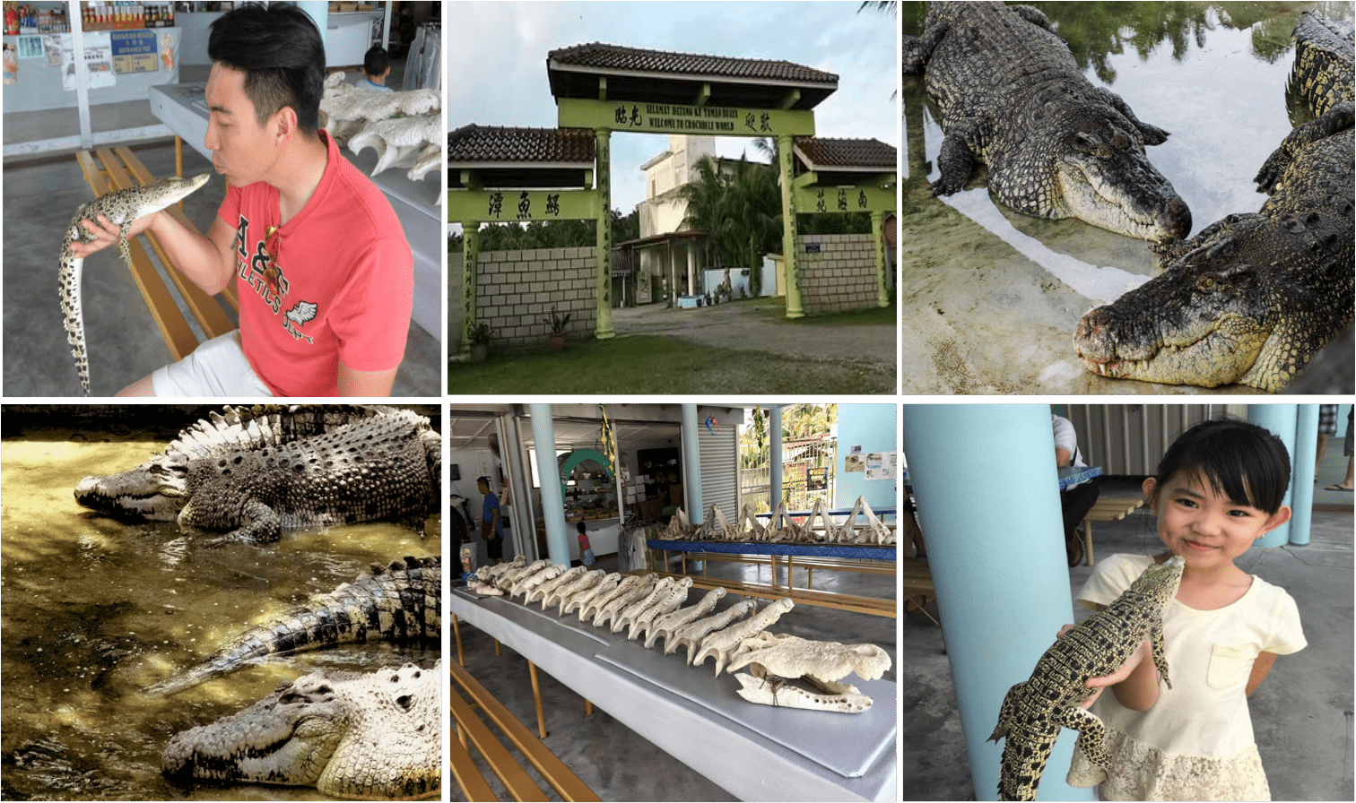 crocodile 2-min (1)