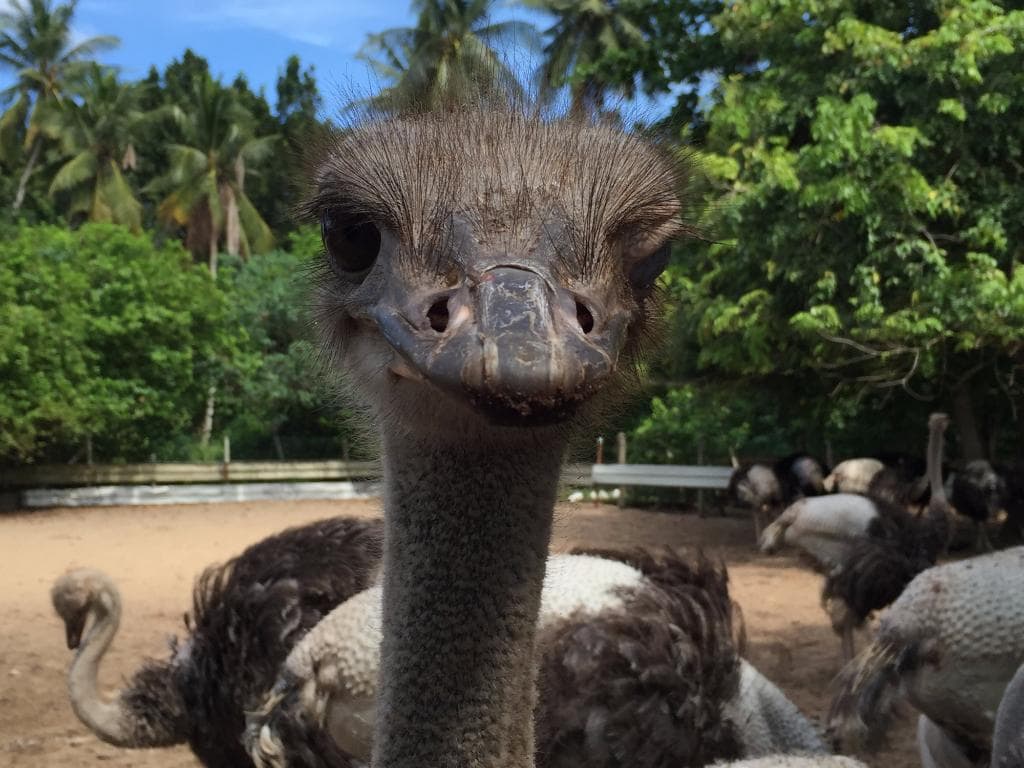 desaru-ostrich-farm-1-min