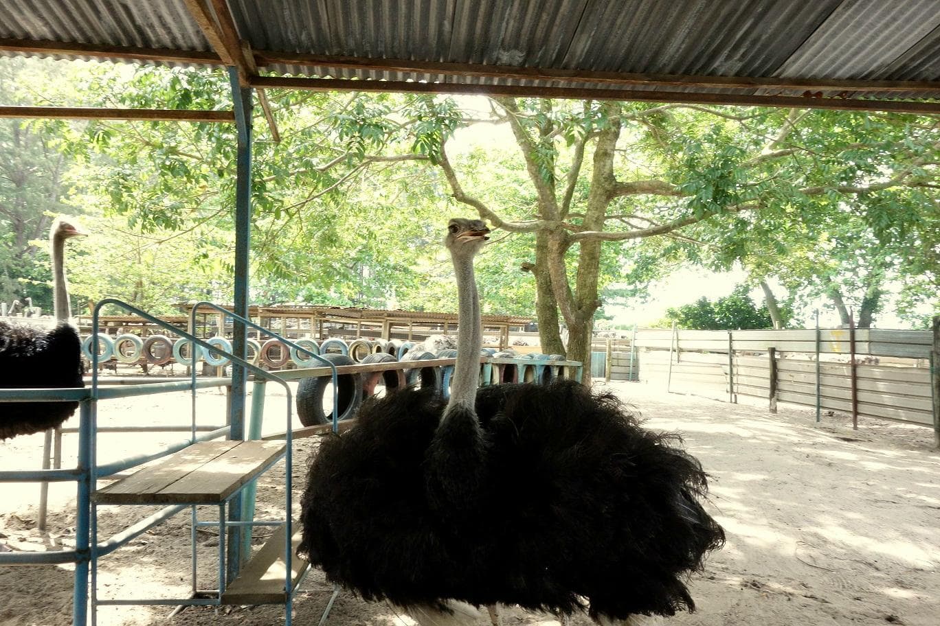 desaru-ostrich-farm-21-min