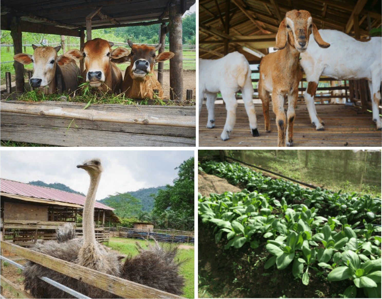 eco farm-min