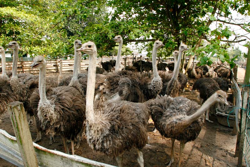 ostritch1-min