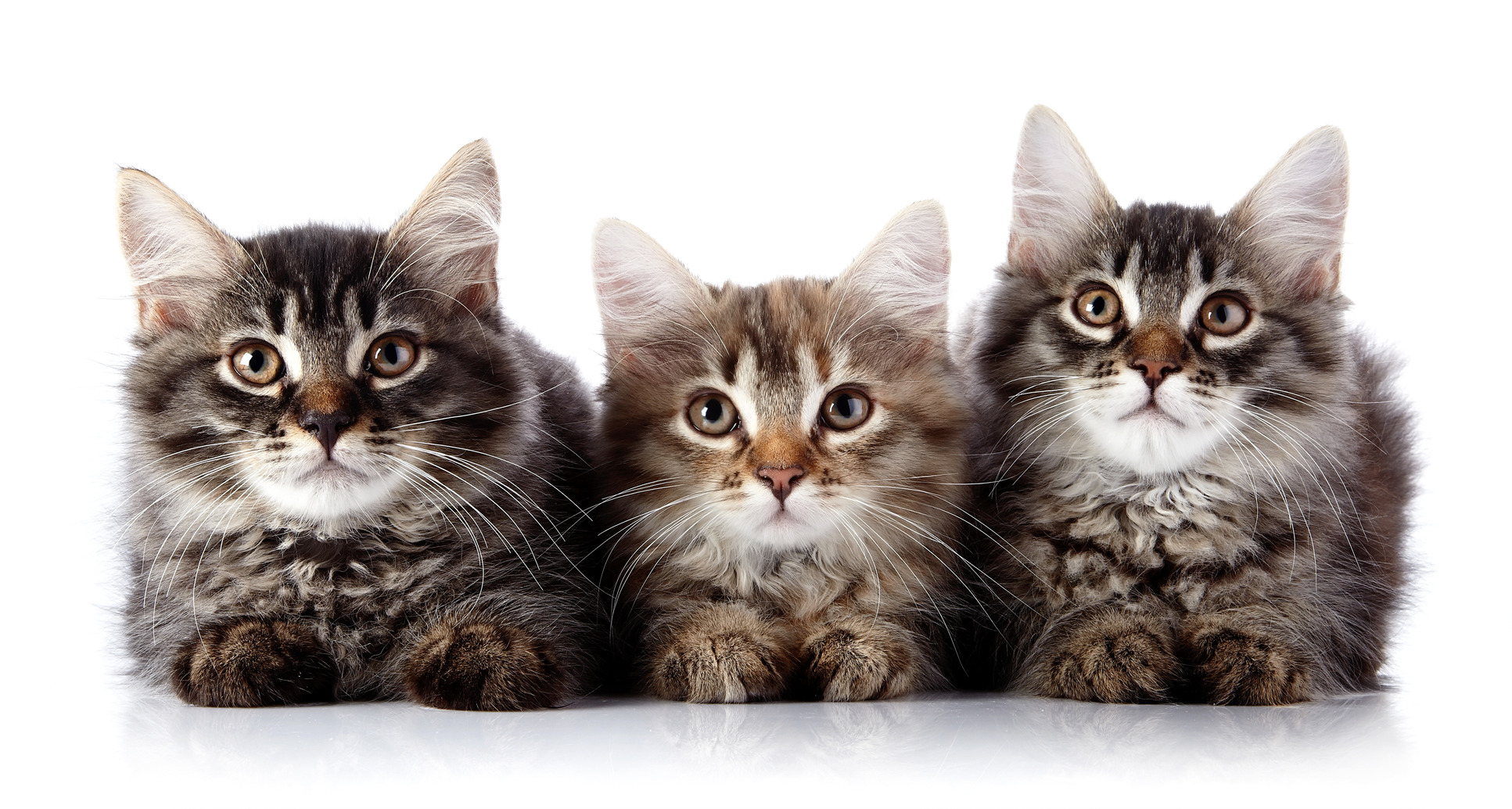 5507692-cat-m