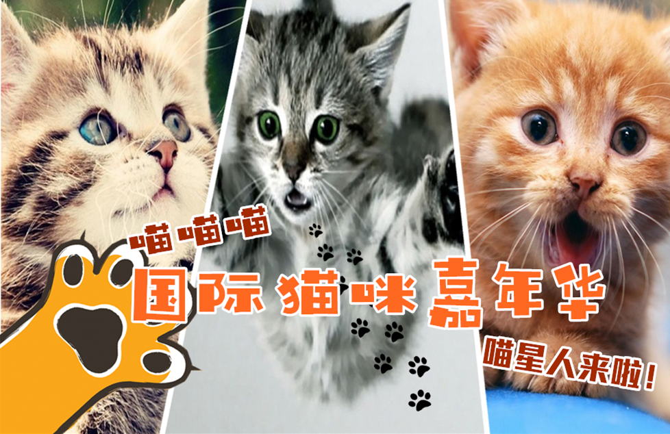 喵喵喵～国际猫咪嘉年华 ‧ 喵星人来啦！