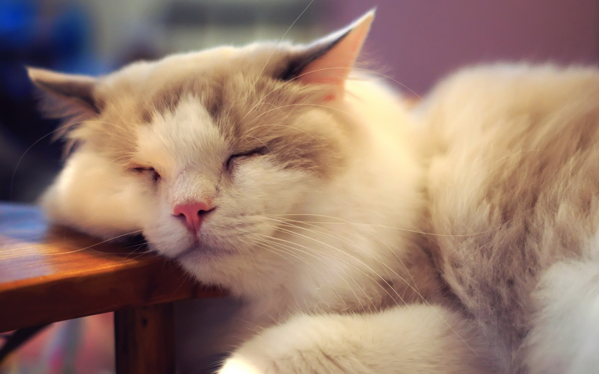 cute-cat-sleeping-wallpapers-1080p
