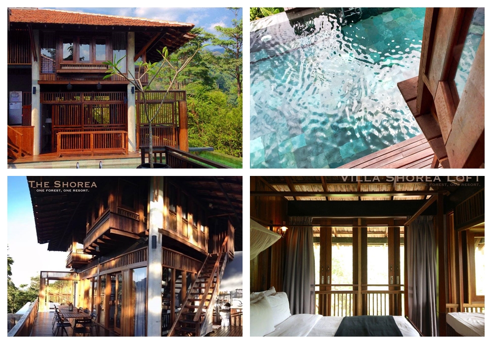 shorea
