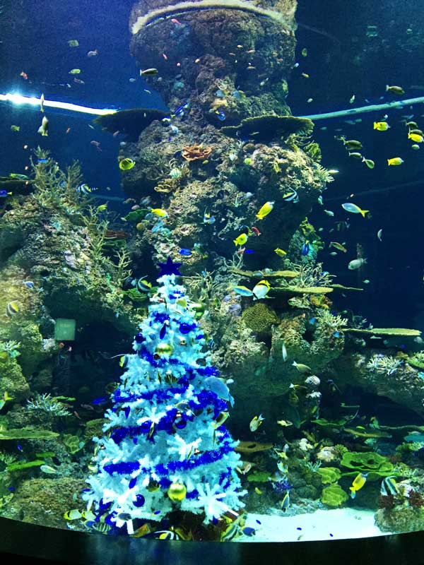 christmas-tree-fishmas