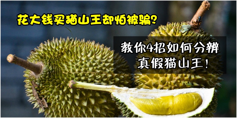 【榴莲飘香季】花大钱买猫山王却怕被骗？教你4招如何分辨真假猫山王！（附送新山榴莲?...