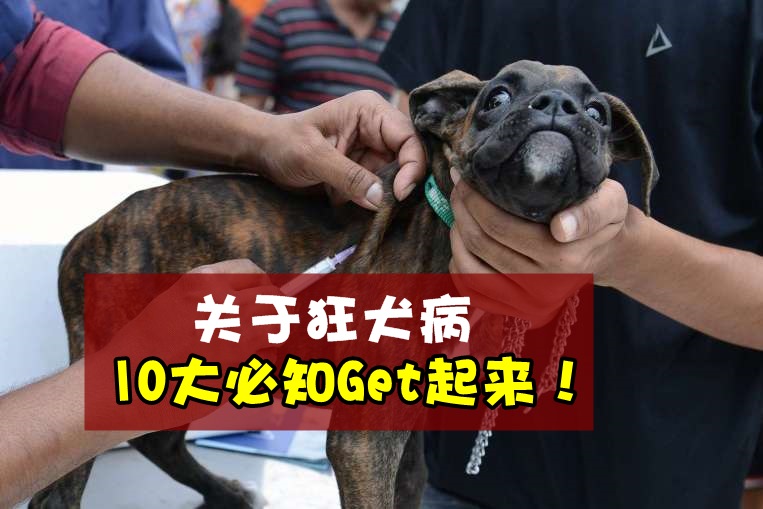 只有被狗咬才会感染？儿童染病几率更高？关于狂犬病的10大必知Get起来！