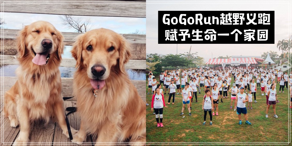 【GoGoRun动起来】新山净业三乘佛堂慈善义跑献爱心 · 赋予生命一个家园！