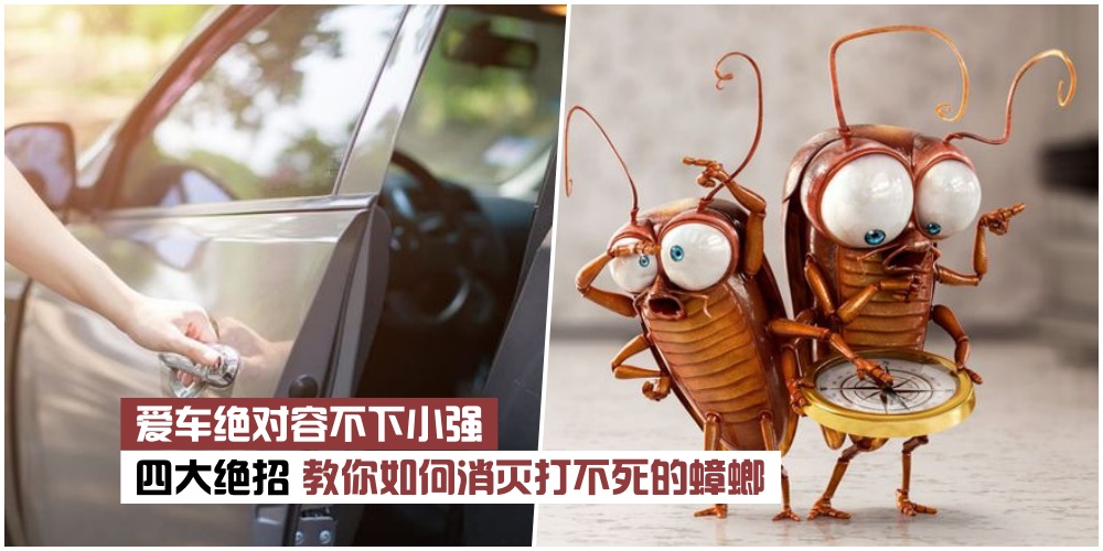 【爱车绝对容不下小强！】四大绝招教你如何消灭打不死的蟑螂·今天就跟小强说BYE BYE！