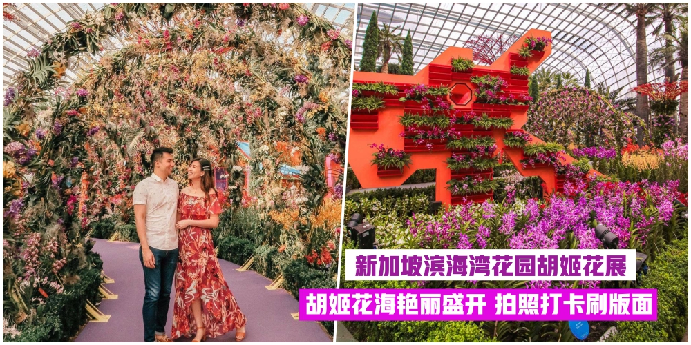 【沉醉在花海】新加坡滨海湾花园胡姬花展·1万5千朵花卉浪漫绽放！