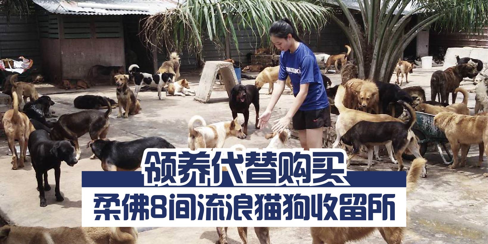 【 柔佛8间流浪猫狗收留所 // 领养代替购买，让流浪的毛小孩们有个温暖的家！ 】