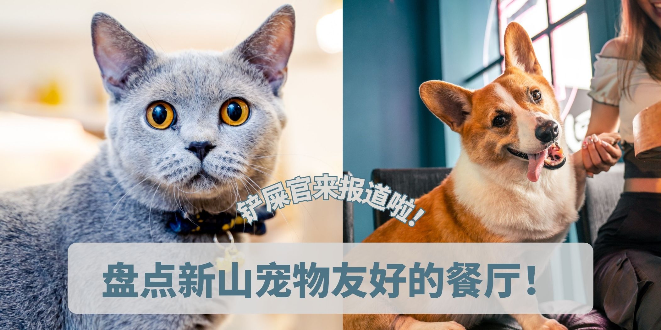 和宠物约会｜带上毛小孩趴趴走！