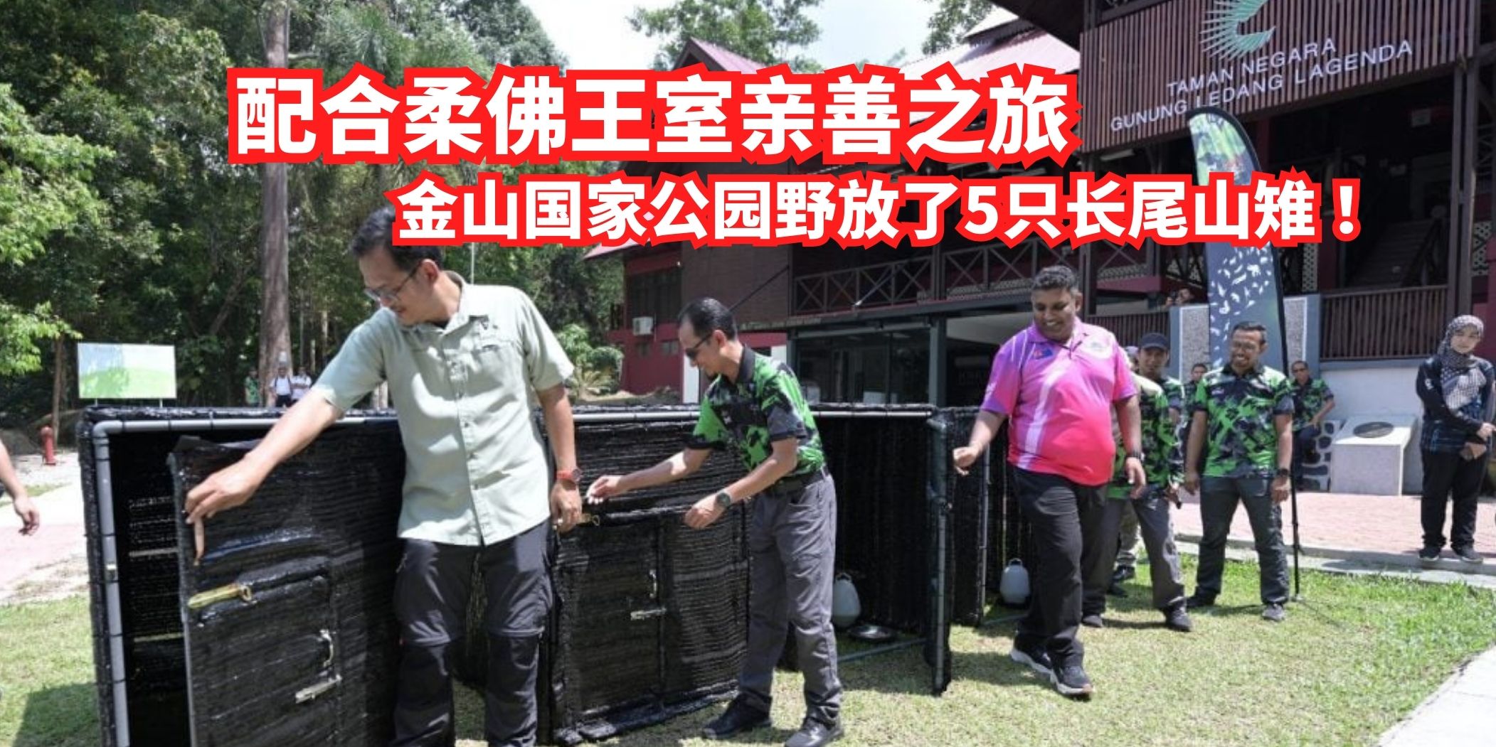 【 配合柔佛王室亲善之旅，金山国家公园野放5只长尾山雉 ！】