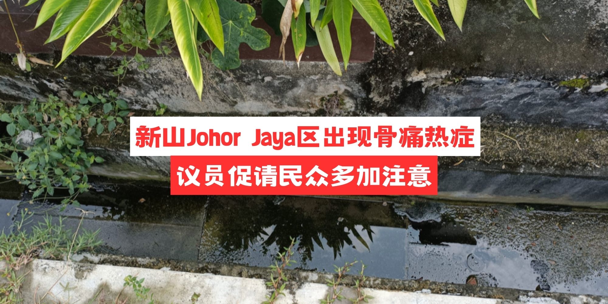 【 新山Johor Jaya区出现骨痛热症 议员促请民众多加注意 】