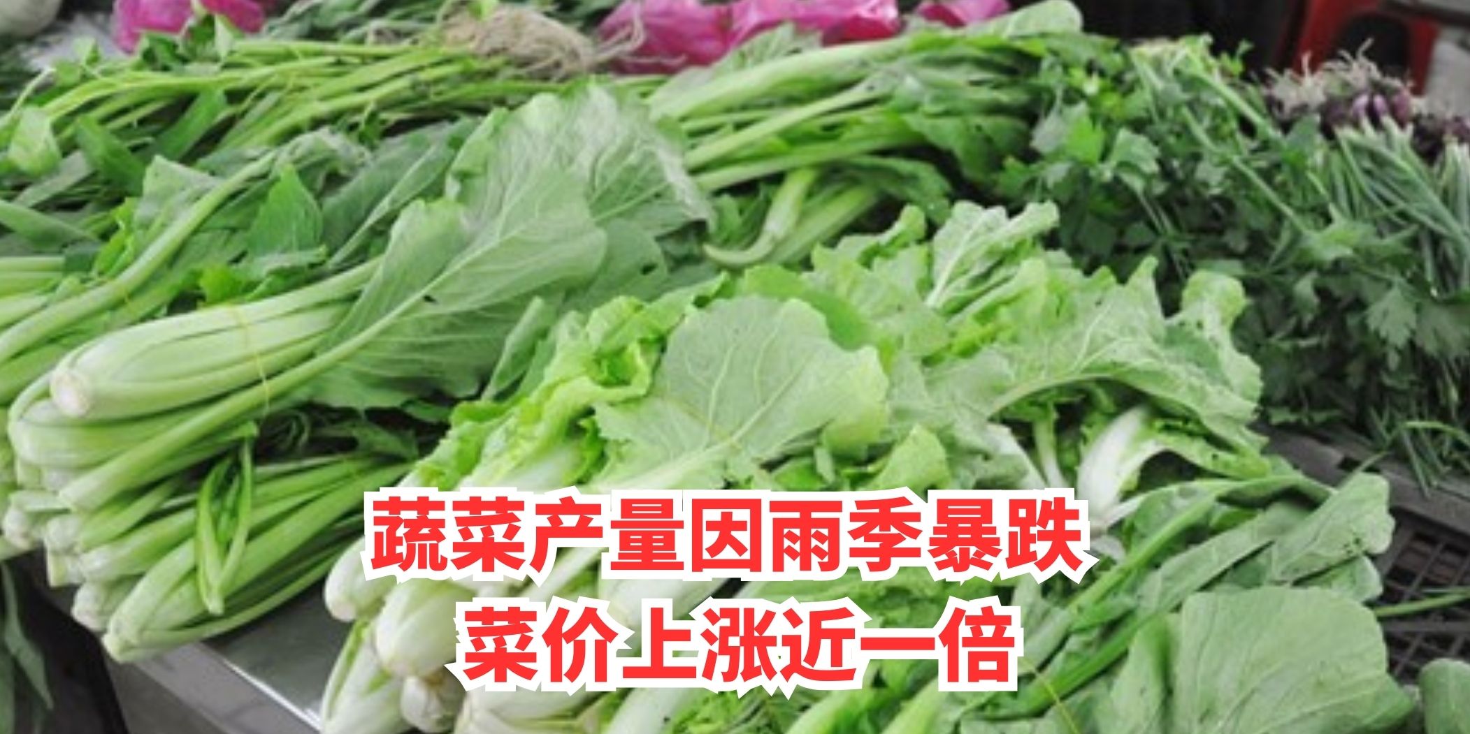 【 蔬菜产量因雨季暴跌 菜价上涨近一倍 】
