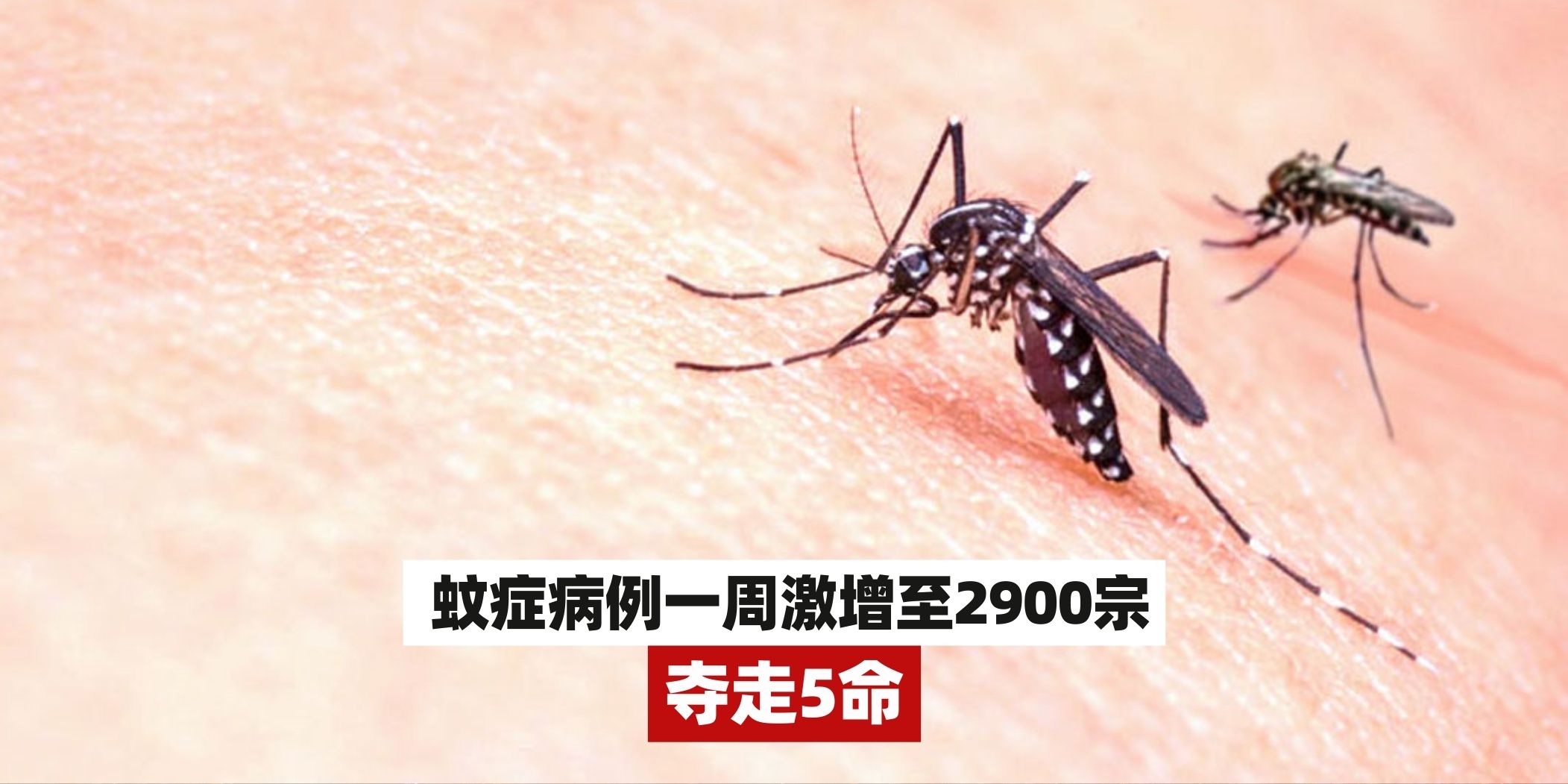 【蚊症病例一周激增至2900宗，夺走5命】