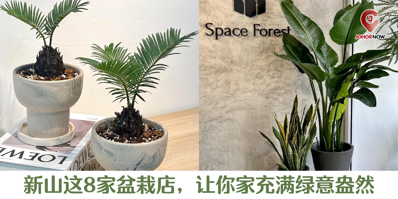 【 新山这8家盆栽店，让你家充满绿意盎然 🌱】