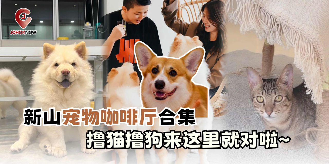 【 新山宠物咖啡厅合集😸🐶 撸猫撸狗来这里就对啦~】