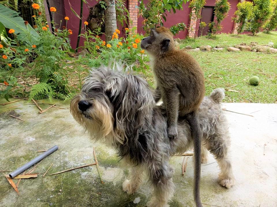 johor travel: garden kuan / dog and monkey
