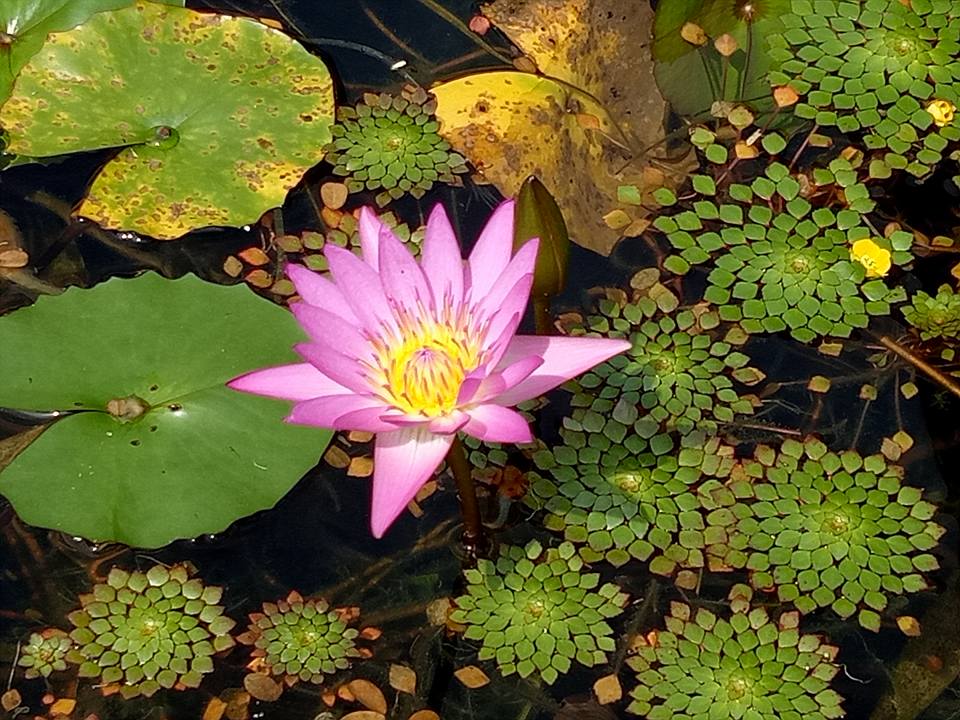 johor travel: garden kuan / lotus