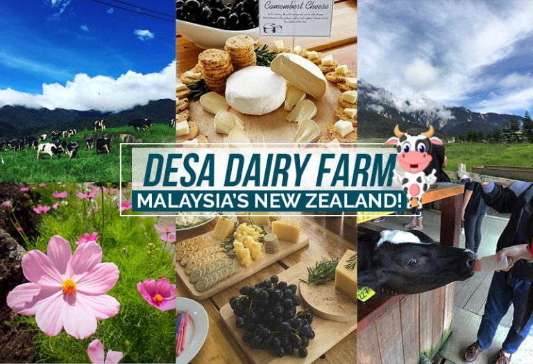 Enjoy a Piece of New Zealand at DESA Dairy Farm in Kundasang Sabah
