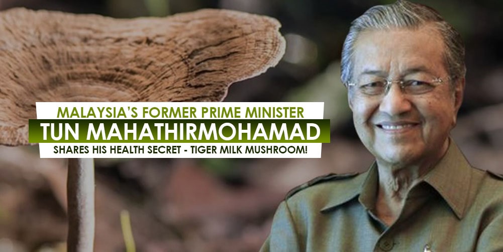 Milk mushroom tiger Health Benefits